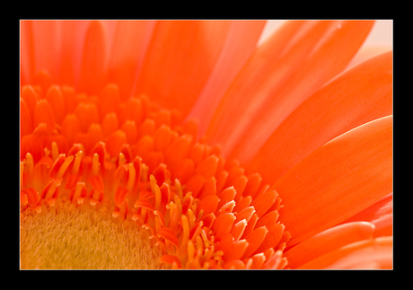 gerbera