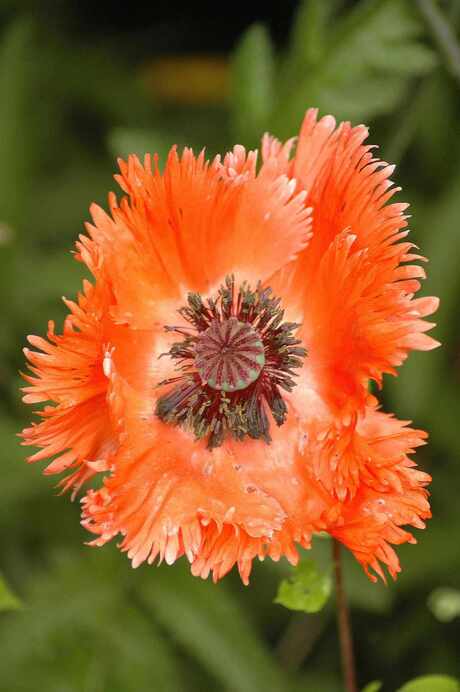 papaver