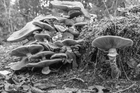 Rijk aan paddestoelen