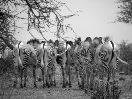 zebra kontjes