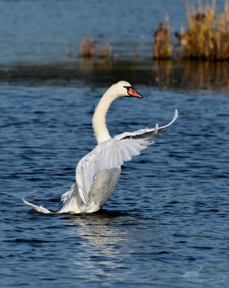 Swan Dance