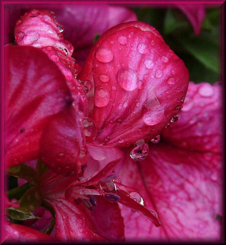 Regendruppels in het hart van de Geranium