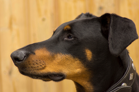 Dobermann Nero