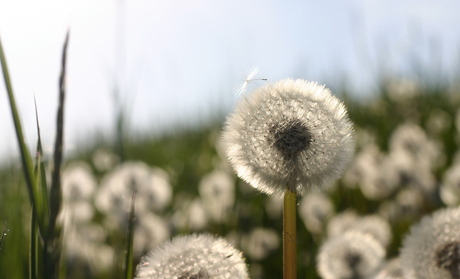 Paardebloem in de zon