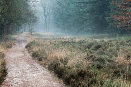 foggy forest