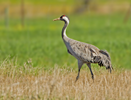 kraanvogel