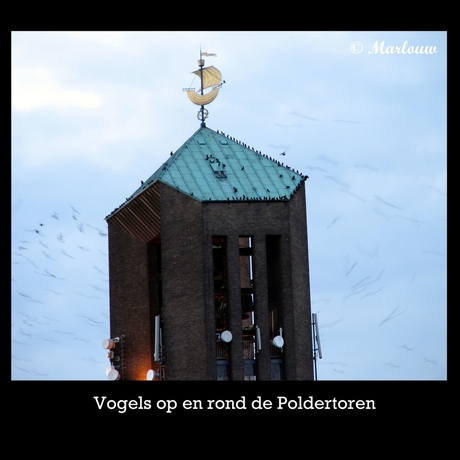 Vogels op en rond de Poldertoren