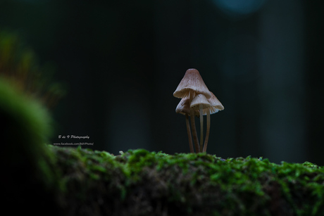 Een van de vele Mycena soorten als bundeltje gefotografeerd