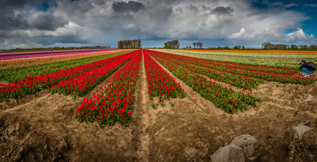 Tulips from Holland made in Belgium.