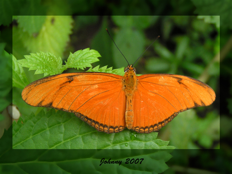 Orange Butterfly