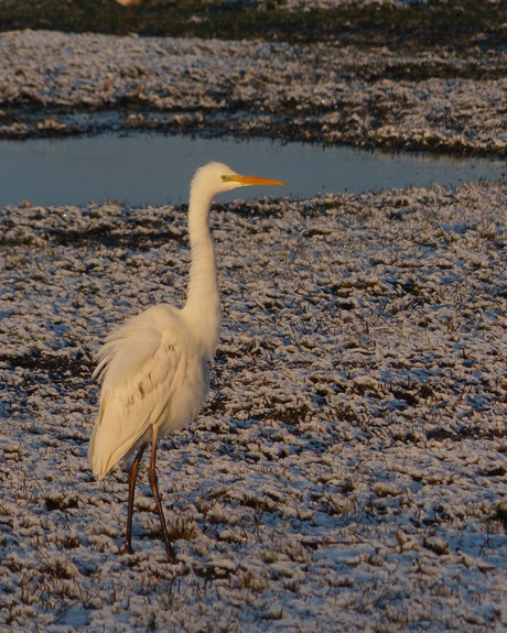 Zilverreiger in de sneeuw.