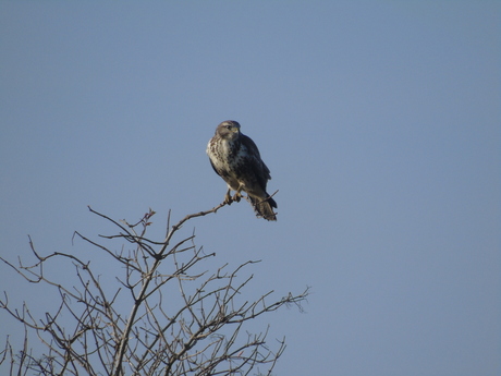 Buizerd