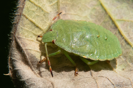 Groene schildwants (Palomena prasina)