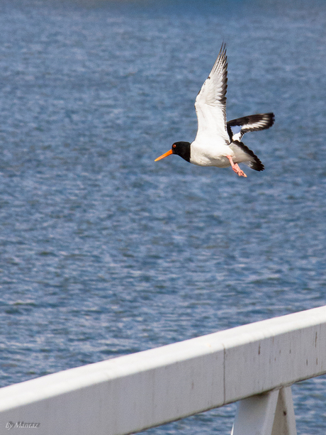 DIER-IN-DUSTRIE - Herzien