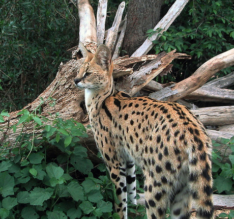 Serval in the bush