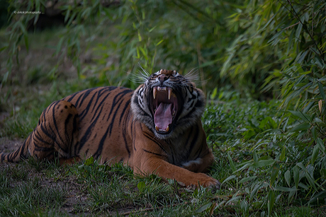 Sumatran tiger .