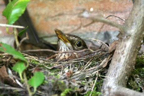 Merel in nestje.