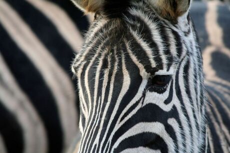 Zebra