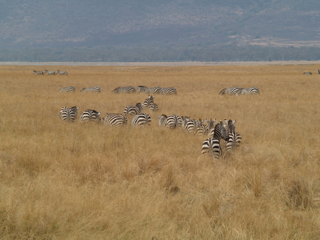 Zebra's