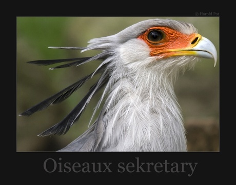 Sekretary vogel