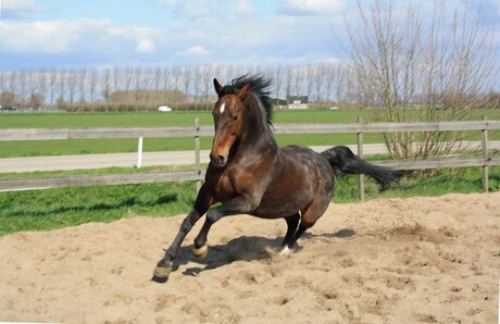 Paard