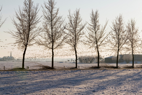 Ganzen in de winter