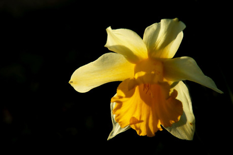 Narcis in het zonnetje