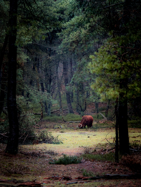 In the forest... (2)