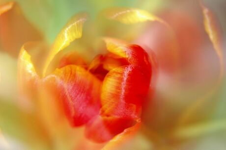 Tulp