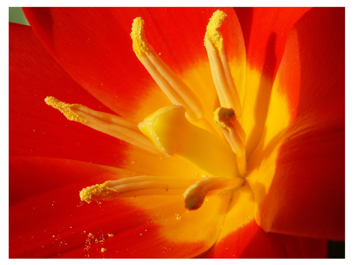 Tulp - - - foto door Lutgard op 07-04-2006 - deze foto bevat: tulpje