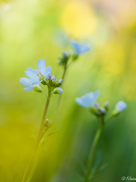 Op naar Pinksteren...............Pinksterbloemen