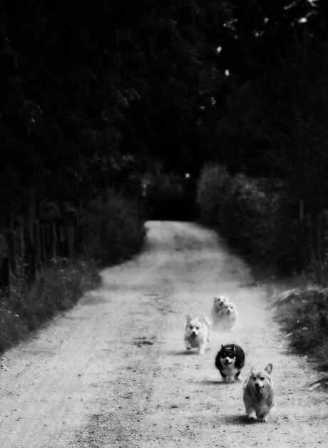 The march of the corgies