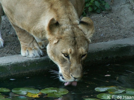 Drinkende leeuw