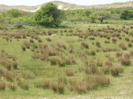 Natuurgebied Oranjezon bij Domburg