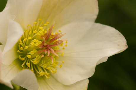 Kerstroos. (Helleborus Nigra)