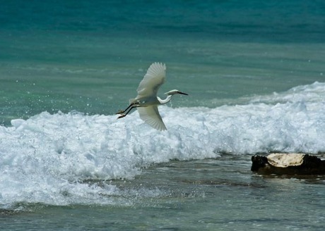 Snowy Egret