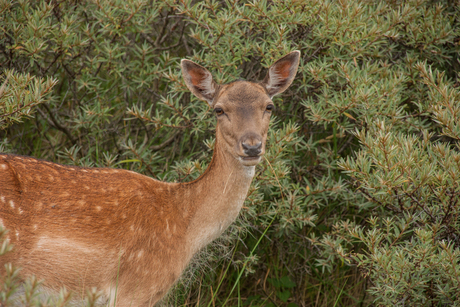 Hert in duinen