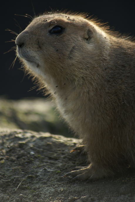 Prairiehondje Blijdorp