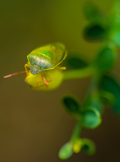 De groene stinkwants