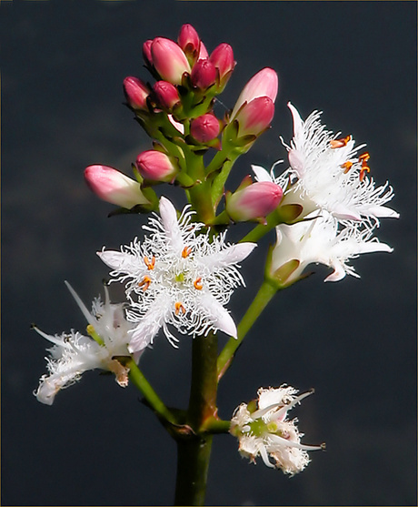 Waterdriebladbloem