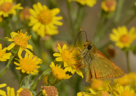 Dikkopje (Ochlodes Faunus)