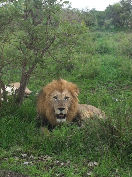 Leeuw in Krugerpark