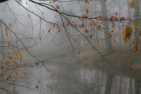 Blaadjes in de mist