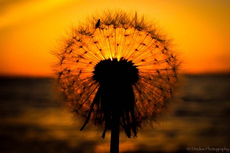 Dandelion