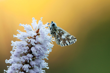 Grizzled Skipper