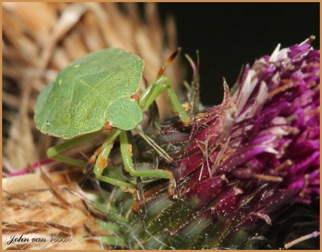 Groene Stinkwants