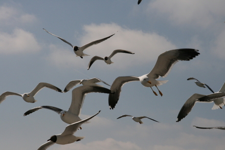 Vlucht naar Texel.