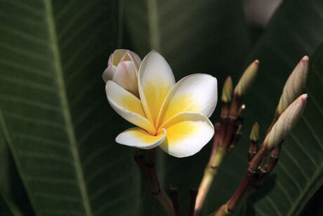 Bali Flowers