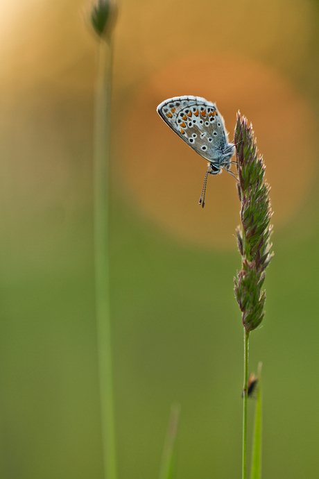 blauw in oranje