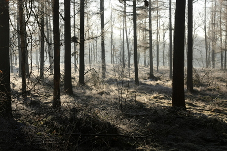 Winter in de Bilt